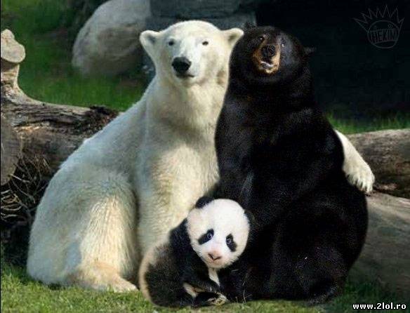 Din urșii aceștia se trage ursul panda poze haioase