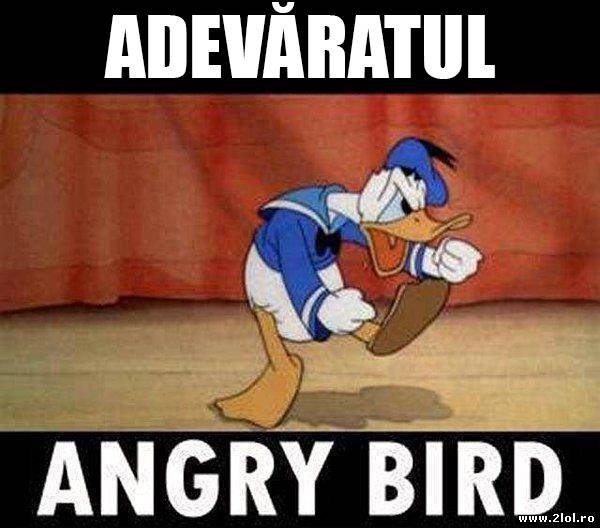 Adevăratul Angry Bird poze haioase