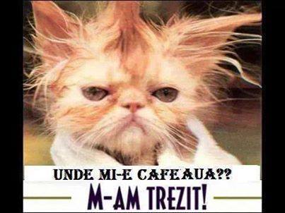 Unde mi-e cafeaua? poze haioase