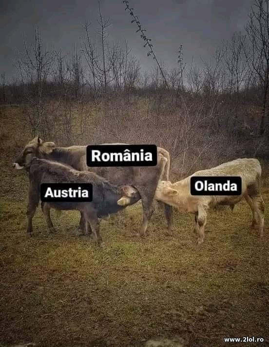 Romania, Austria si Olanda poze haioase