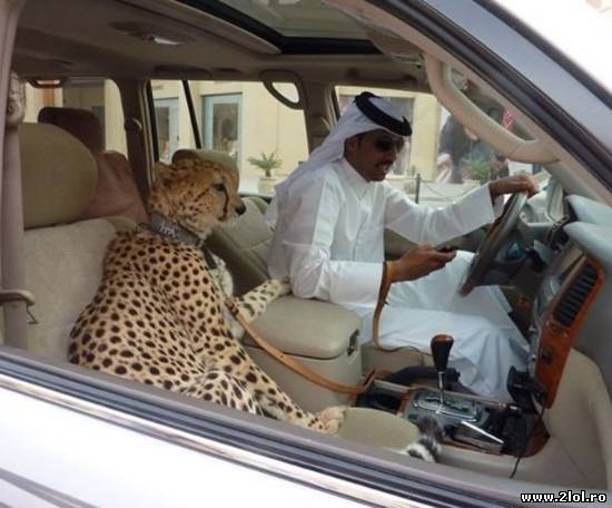 Animalele de companie a șeicilor din Dubai poze haioase