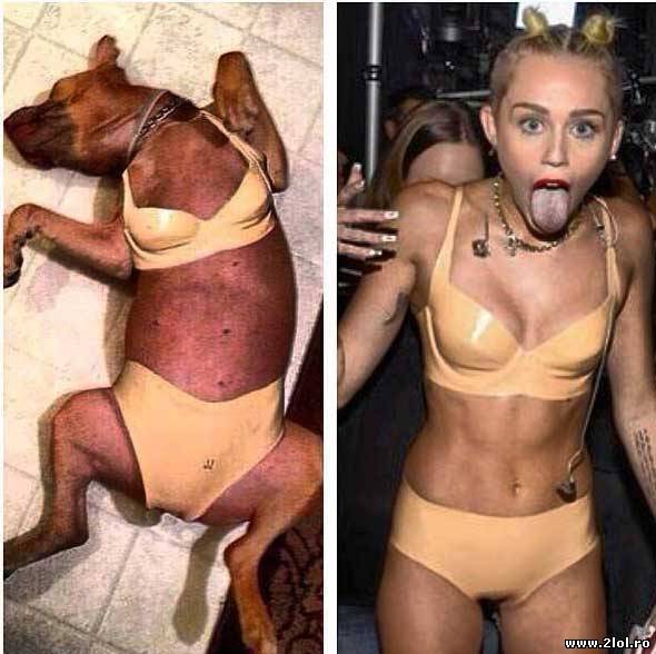 Miley Cyrus şi câinele în bikini, seamănă? poze haioase