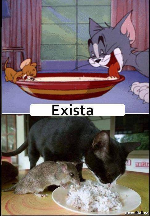 Tom si Jerry în viața reală poze haioase