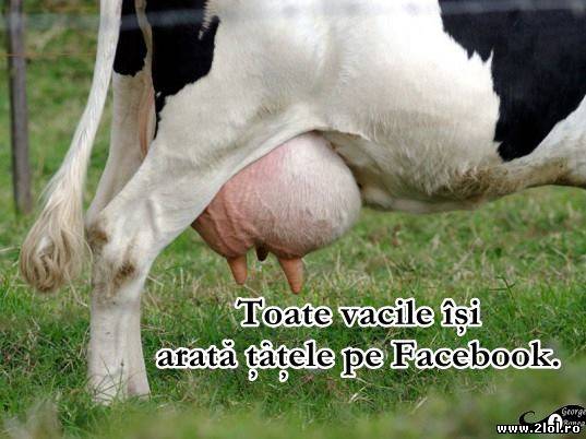 Toate vacile își arată țâțele pe facebook poze haioase