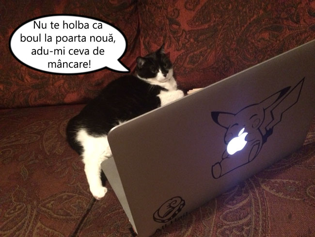 Când îți găsești pisica pe laptop poze haioase