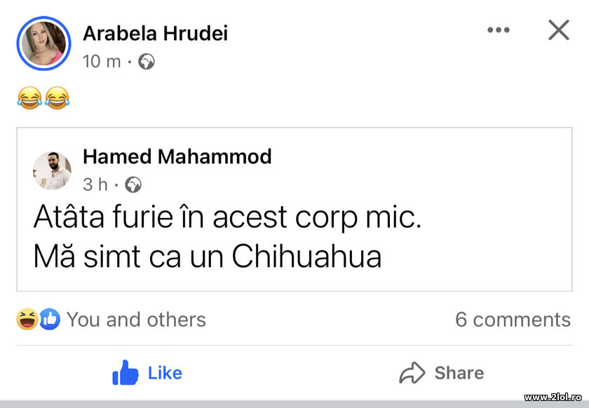 Atata furie in acest corp mic. Chihuahua | poze haioase