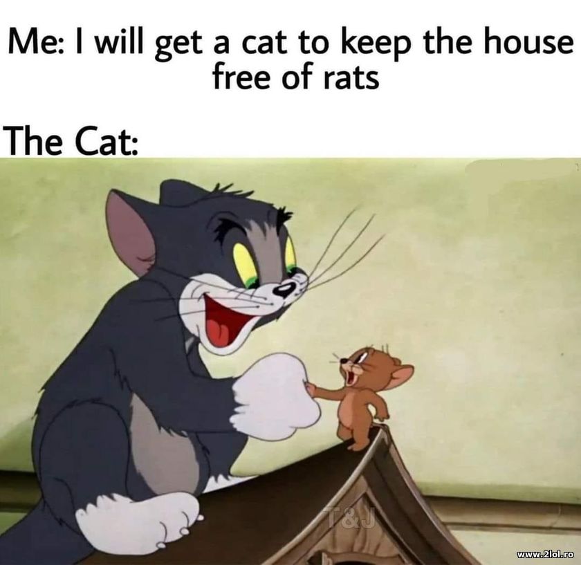 I will get a cat to keep the house free of rats | poze haioase