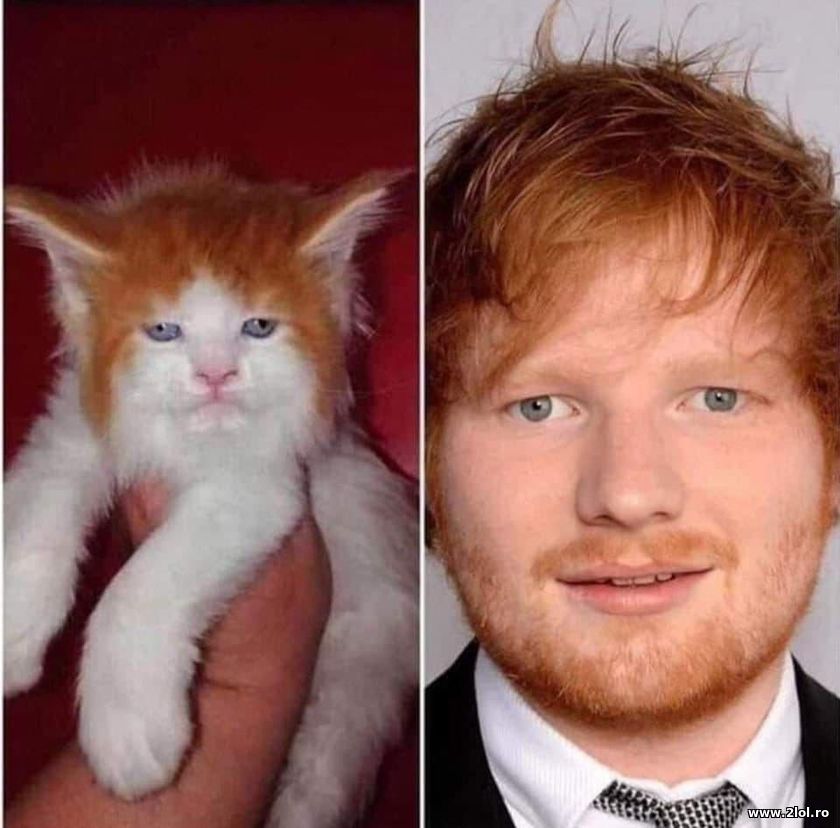 Pisica Ed Sheeran | poze haioase