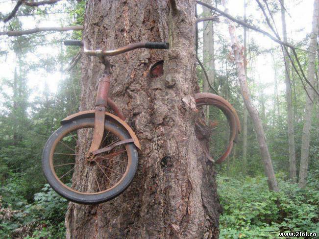 Când îți lași bicicleta lângă un copac | poze haioase
