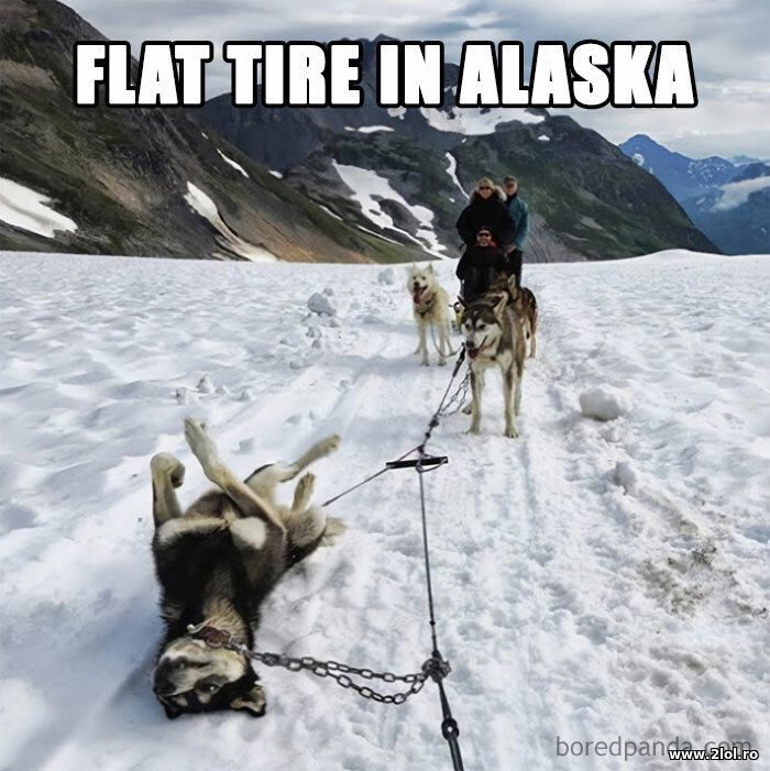 Flat tire in Alaska | poze haioase