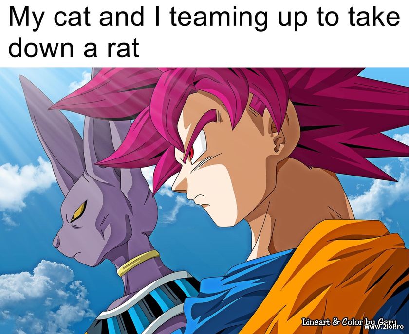 My cat and I teaming up to take down a rat - DBZ | poze haioase