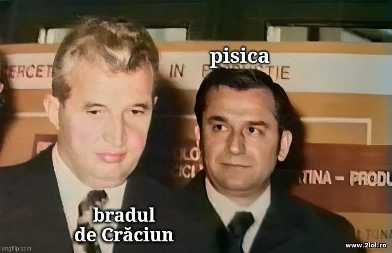 Pisica si bradul de Craciun | poze haioase