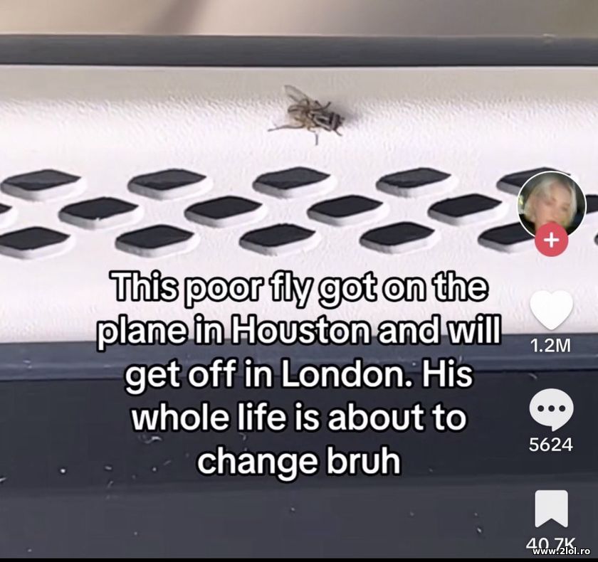 This poor fly got on the plance | poze haioase