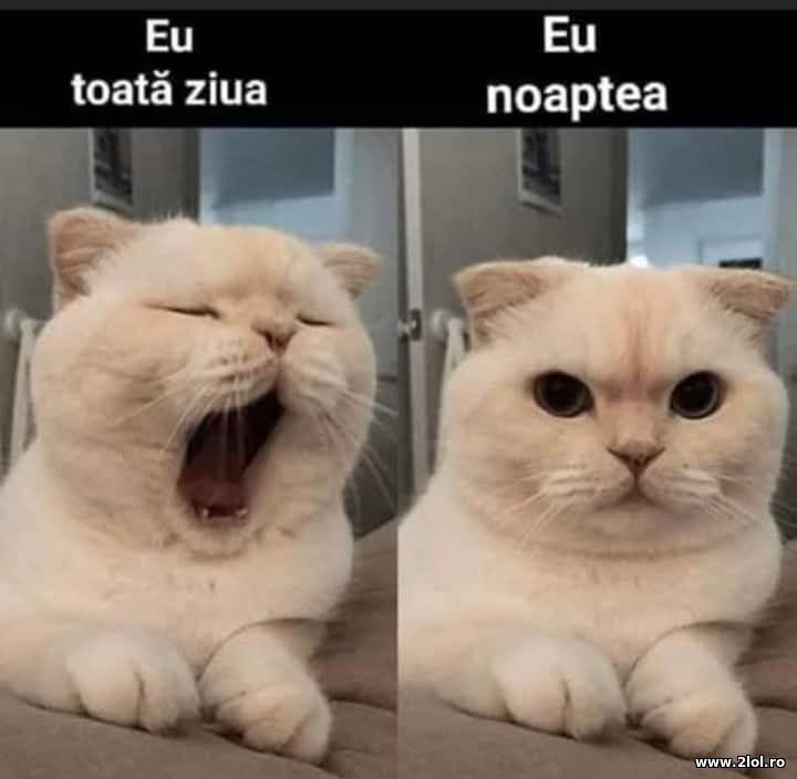 Ziua si noaptea | poze haioase