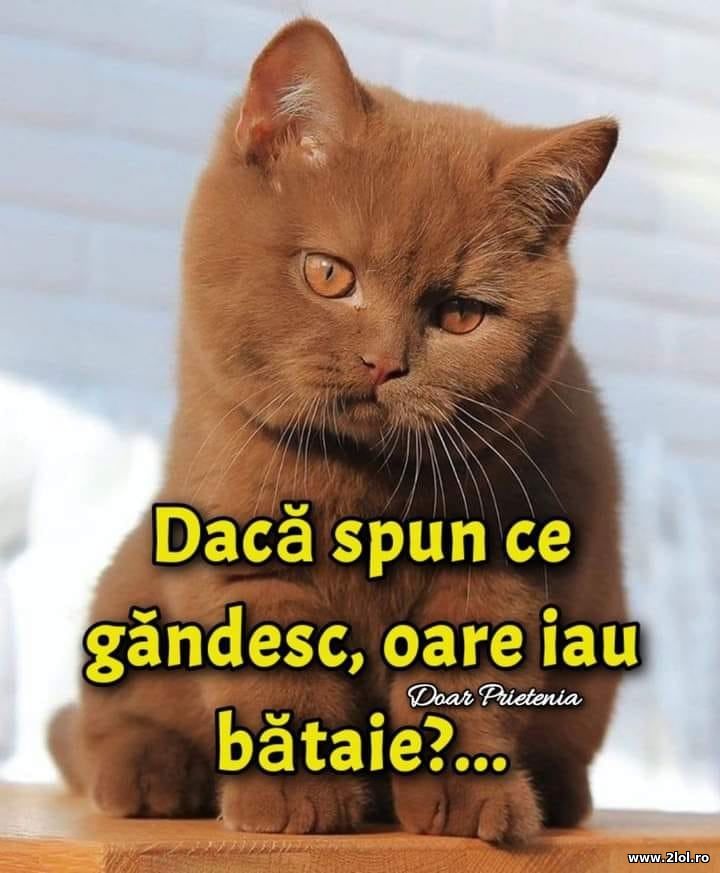 Daca spun ce gandesc | poze haioase