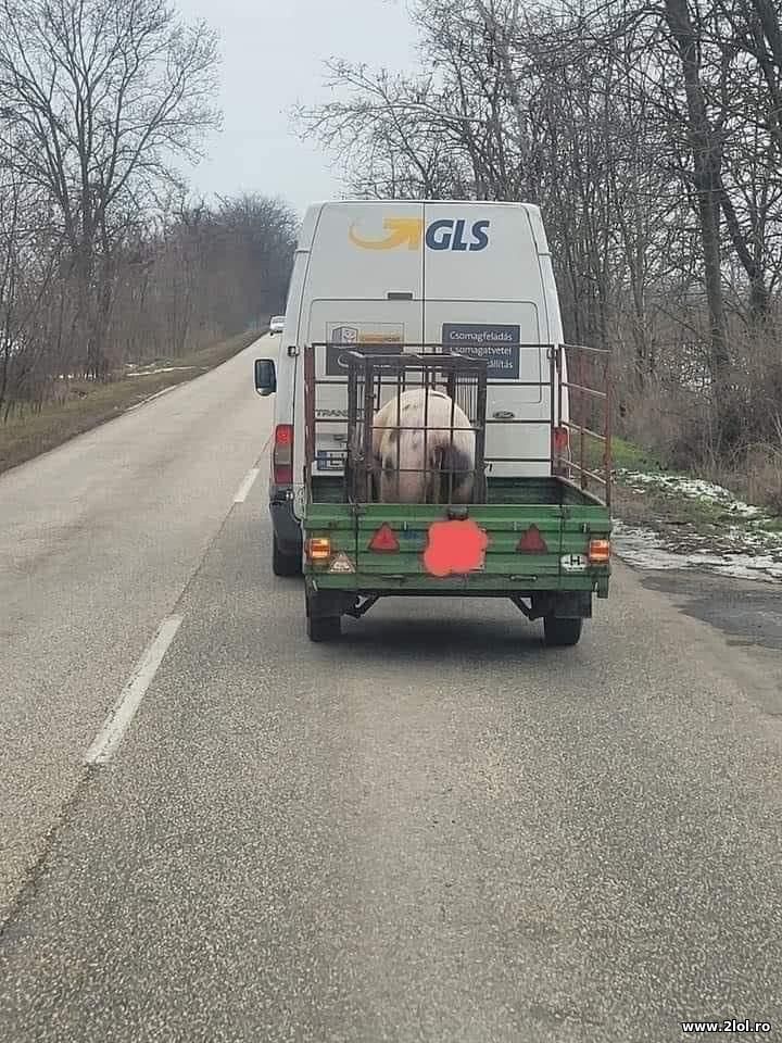 Curierii isi fac meseria | poze haioase