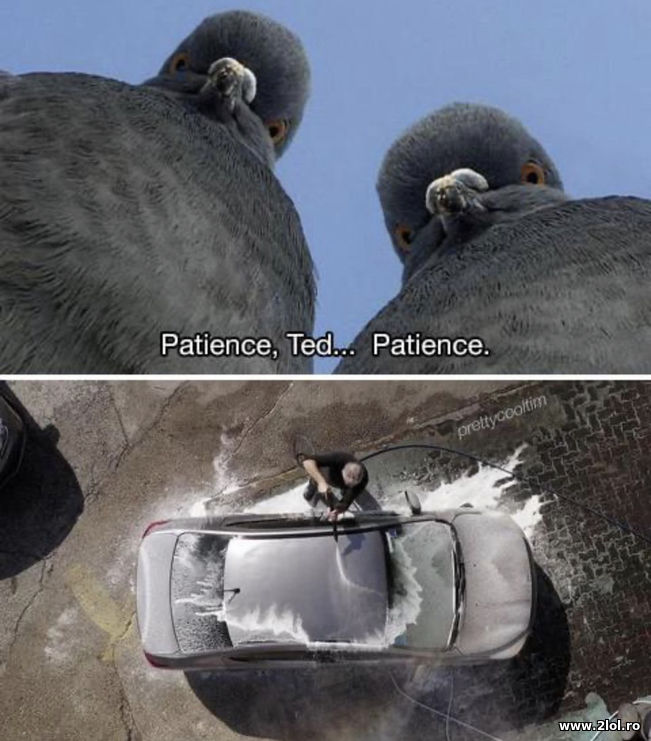 Patience, Ted | poze haioase