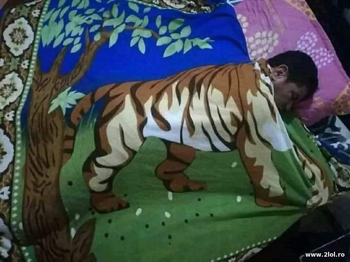 S-a pus tigrul sa doarma | poze haioase