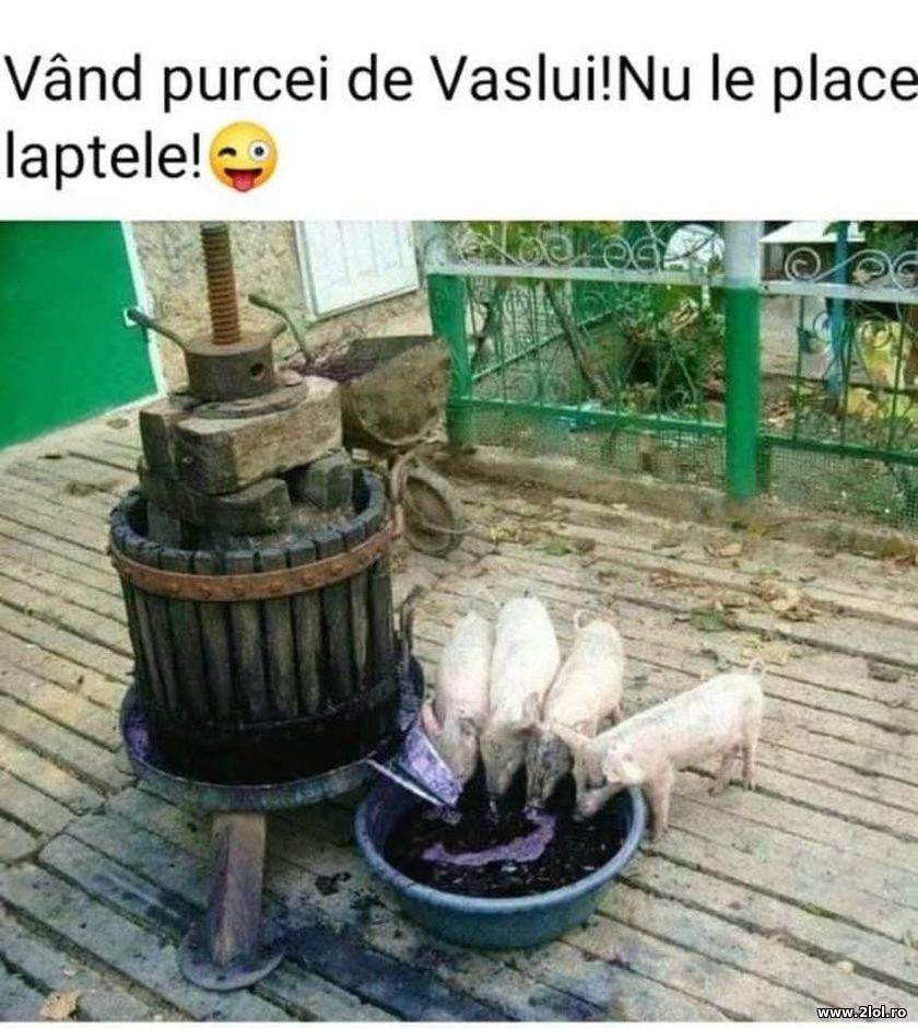 Purcei de Vaslui | poze haioase