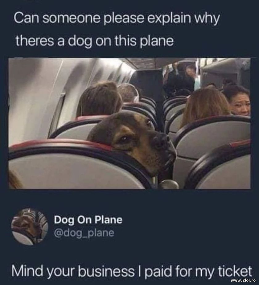 Why is a dog on a plane | poze haioase