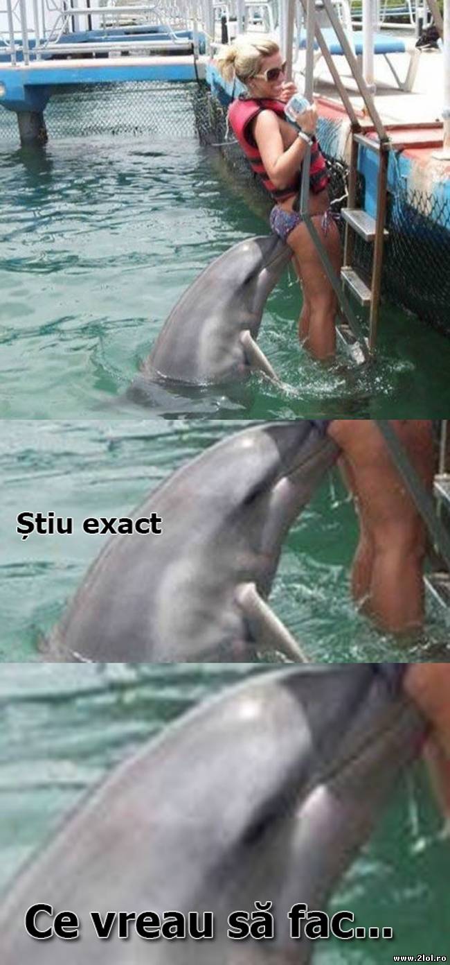 Da, delfinii sunt inteligenți | poze haioase