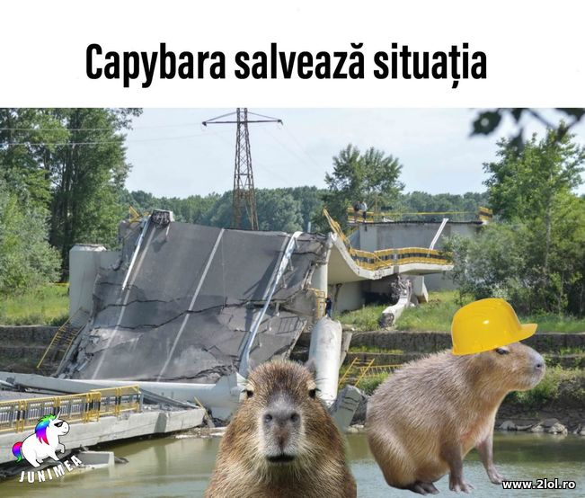 Capybara salveaza podul