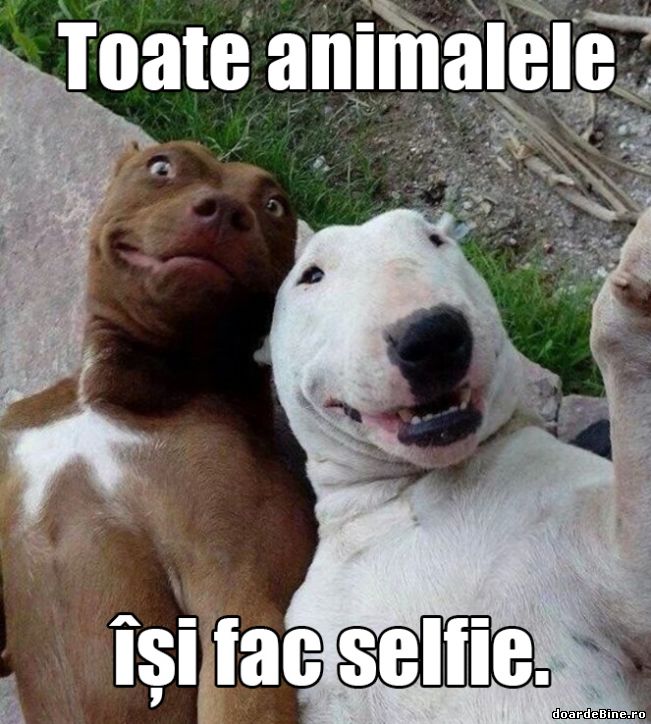 Toate animale își fac selfie | poze haioase