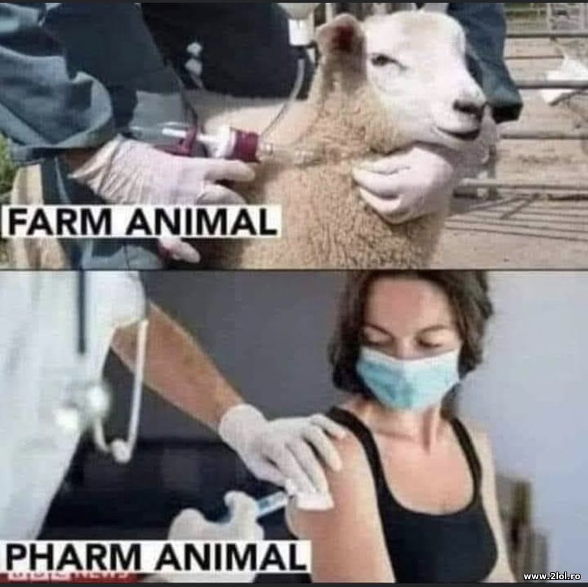 Farm animal. Pharm animal | poze haioase