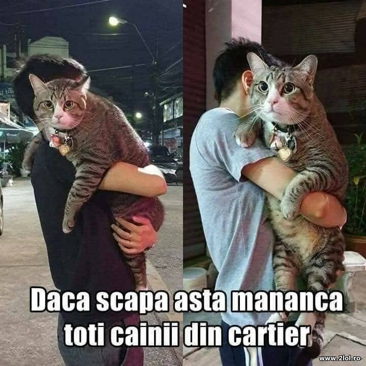 Daca scapa asta | poze haioase