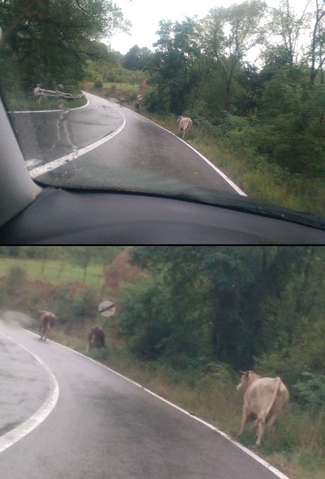 O zi obisnuita pe un drum national din Romania | poze haioase