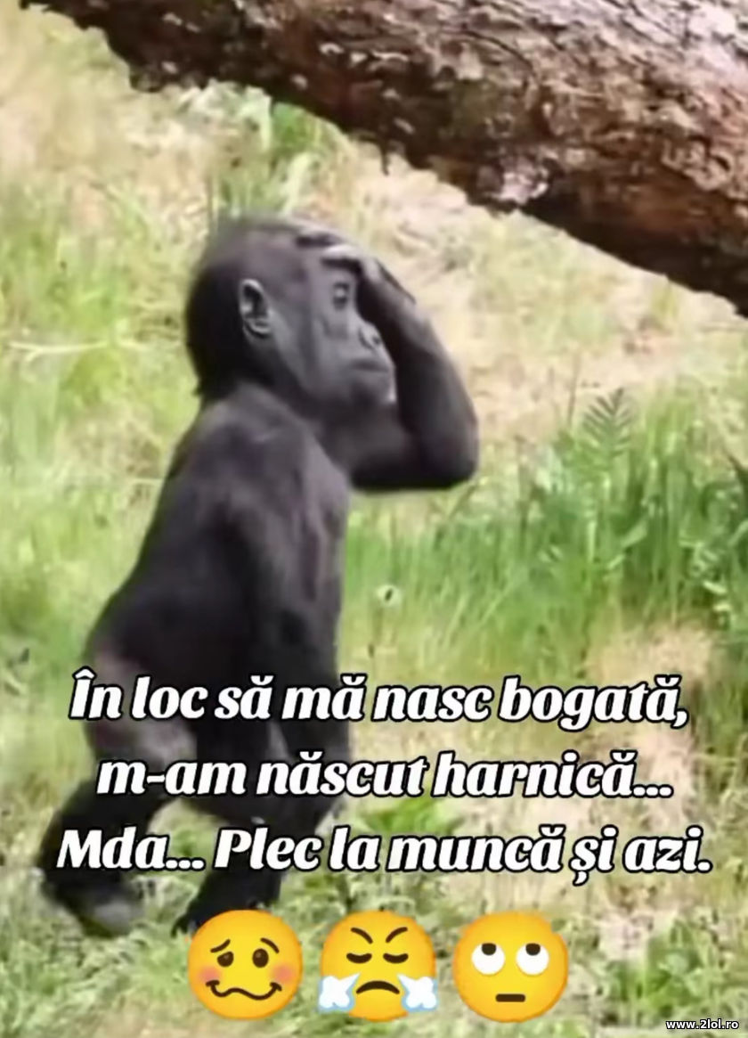 In loc sa ma nasc bogata | poze haioase