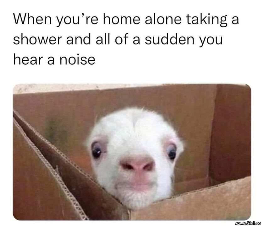 Taking shower and all of a sudden you hear a noise | poze haioase