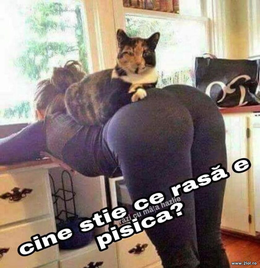 Ce rasa e pisica? | poze haioase