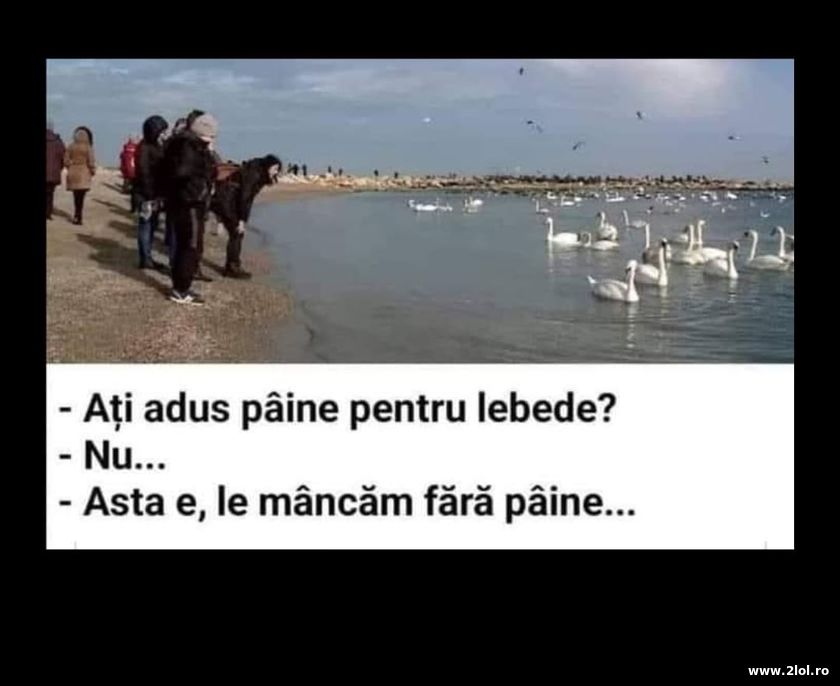 Ati adus paine pentru lebede? | poze haioase