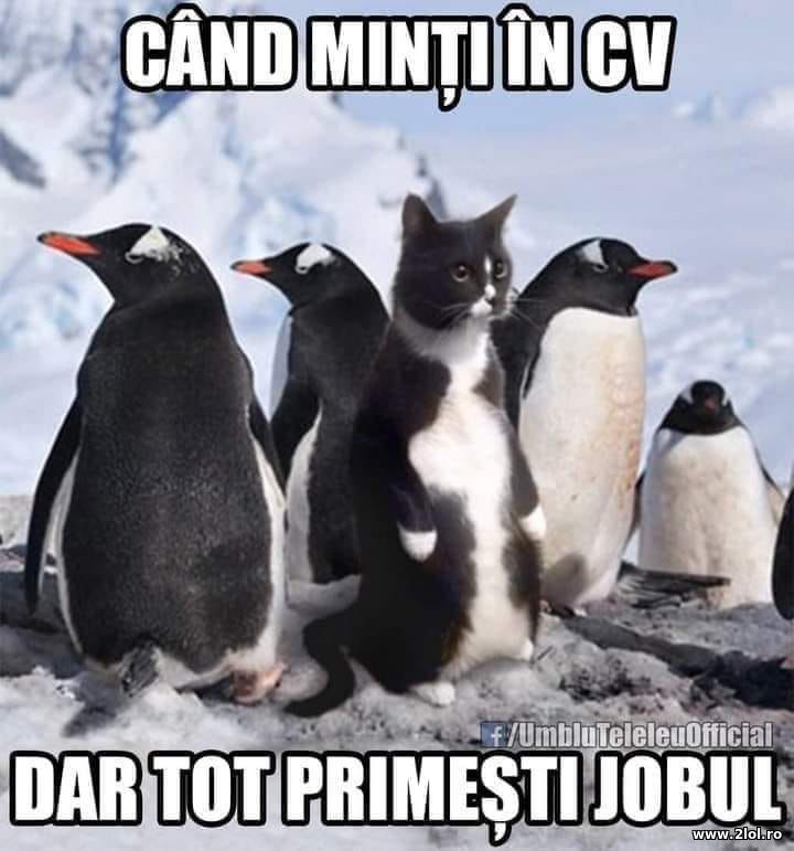 Cand minti in CV dar tot primesti jobul | poze haioase